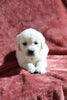 AKC Registered English Cream Golden Retriever For Sale Fredericksburg, OH Female- Dora