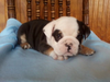 Akc Registered English Bulldog Tri Colored Shrinkables Dundee Ohio Ian Male