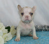 AKC Registered French Bulldog For Sale Wooster, OH Male- Ian
