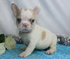 AKC Registered French Bulldog For Sale Wooster, OH Male- Ian