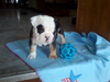Akc Registered English Bulldog Tri Colored Shrinkables Dundee Ohio Ian Male