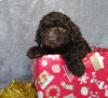 Mini Labradoodle For Sale Millersburg, OH Male- Icycle