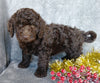 Mini Labradoodle For Sale Millersburg, OH Male- Icycle