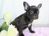 AKC Registered French Bulldog For Sale Wooster, OH Female- Idabell