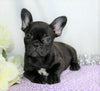 AKC Registered French Bulldog For Sale Wooster, OH Female- Idabell