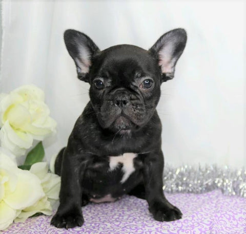 AKC Registered French Bulldog For Sale Wooster, OH Female- Idabell