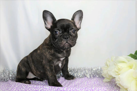 AKC Registered French Bulldog For Sale Wooster, OH Female- Inca
