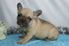 AKC Registered French Bulldog For Sale Wooster, OH Male- Indigo