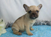 AKC Registered French Bulldog For Sale Wooster, OH Male- Indigo