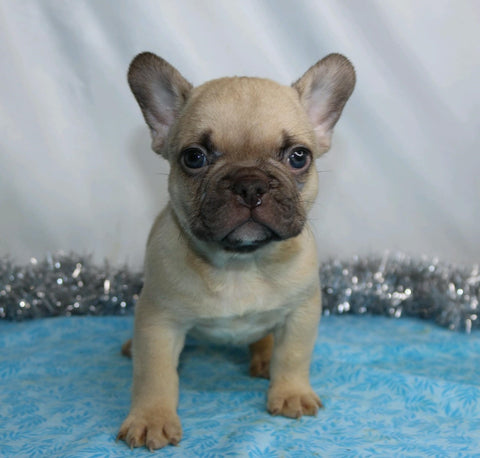 AKC Registered French Bulldog For Sale Wooster, OH Male- Indigo