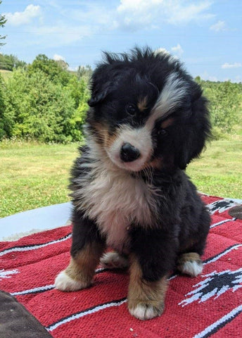 Bernese Mountain Dog For Sale Dundee, OH Male- Ira