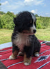 Bernese Mountain Dog For Sale Dundee, OH Male- Ira