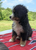 Bernese Mountain Dog For Sale Dundee, OH Male- Ira