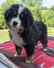 Bernese Mountain Dog For Sale Dundee, OH Male- Ira