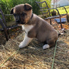 Shiba Inu Mix For Sale West Farmington, OH Female- Iris
