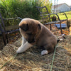 Shiba Inu Mix For Sale West Farmington, OH Female- Iris