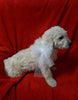 Mini Goldendoodle For Sale Sugarcreek, OH Female- Daisy