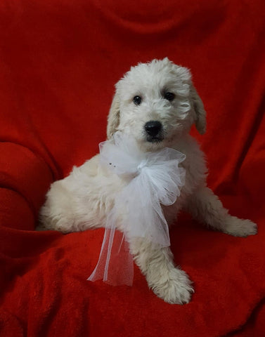 Mini Goldendoodle For Sale Sugarcreek, OH Female- Daisy
