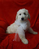 Mini Goldendoodle For Sale Sugarcreek, OH Female- Daisy