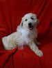 Mini Goldendoodle For Sale Sugarcreek, OH Female- Daisy