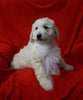 Mini Goldendoodle For Sale Sugarcreek, OH Female- Daisy