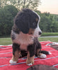 Bernese Mountain Dog For Sale Dundee, OH Female- Ivy