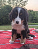 Bernese Mountain Dog For Sale Dundee, OH Female- Ivy