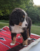 Bernese Mountain Dog For Sale Dundee, OH Female- Ivy