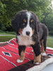 Bernese Mountain Dog For Sale Dundee, OH Female- Ivy