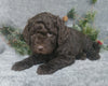 Mini Labradoodle For Sale Millersburg, OH Female- Jingle Bell