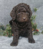 Mini Labradoodle For Sale Millersburg, OH Female- Jingle Bell