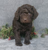 Mini Labradoodle For Sale Millersburg, OH Female- Jingle Bell