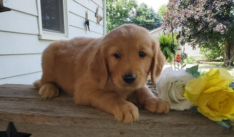 AKC Registered Golden Retriever For Sale Holmesville, OH Male- Jace