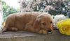 AKC Registered Golden Retriever For Sale Holmesville, OH Male- Jace