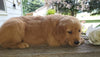AKC Registered Golden Retriever For Sale Holmesville, OH Male- Jace