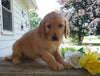 AKC Registered Golden Retriever For Sale Holmesville, OH Male- Jace