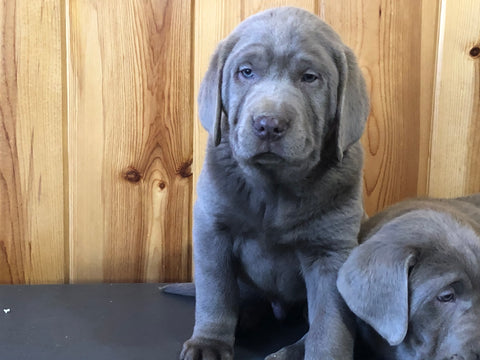 AKC Registered Silver Labrador Retriever For Sale Fredericksburg, OH Male- Jack