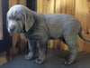 AKC Registered Silver Labrador Retriever For Sale Fredericksburg, OH Male- Jack