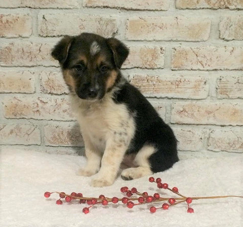 Border Collie/ Australian Shepherd Mix For Sale Holmesville, OH Female- Jackie