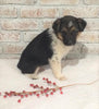 Border Collie/ Australian Shepherd Mix For Sale Holmesville, OH Female- Jackie