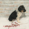 Border Collie/ Australian Shepherd Mix For Sale Holmesville, OH Female- Jackie