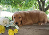 AKC Registered Golden Retriever For Sale Holmesville, OH Male- Jackson