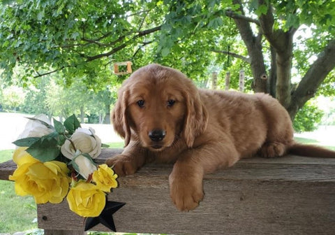 AKC Registered Golden Retriever For Sale Holmesville, OH Male- Jackson