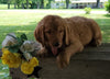 AKC Registered Golden Retriever For Sale Holmesville, OH Male- Jackson
