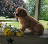 AKC Registered Golden Retriever For Sale Holmesville, OH Male- Jackson