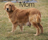 AKC Golden Retriever For Sale Holmesville, OH Female - Bella