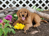 AKC Registered Golden Retriever For Sale Holmesville, OH Female- Jade