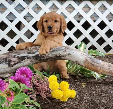 AKC Registered Golden Retriever For Sale Holmesville, OH Female- Jade