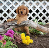 AKC Registered Golden Retriever For Sale Holmesville, OH Female- Jade