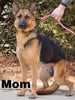 AKC Registered German Shepherd For Sale Waynesburg, OH Female - Jasmine
